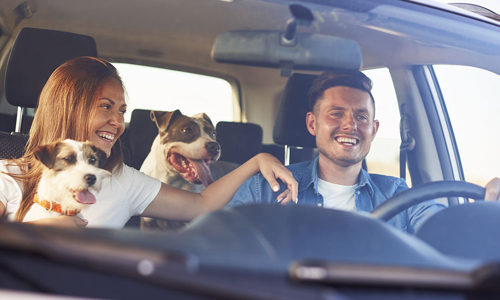 Auto Insurance - Portrait of a Cheerful Young Couple Sitting in a Car Having Fun During a Road Trip with Their Two Dogs